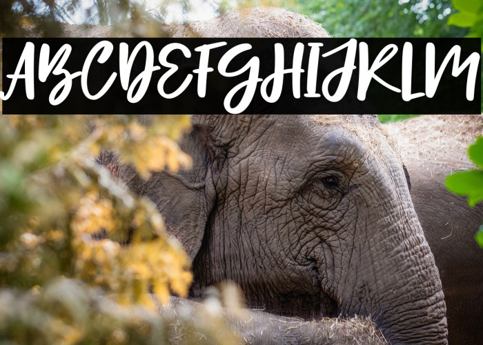 Hello Lovely - Personal Use Example 3