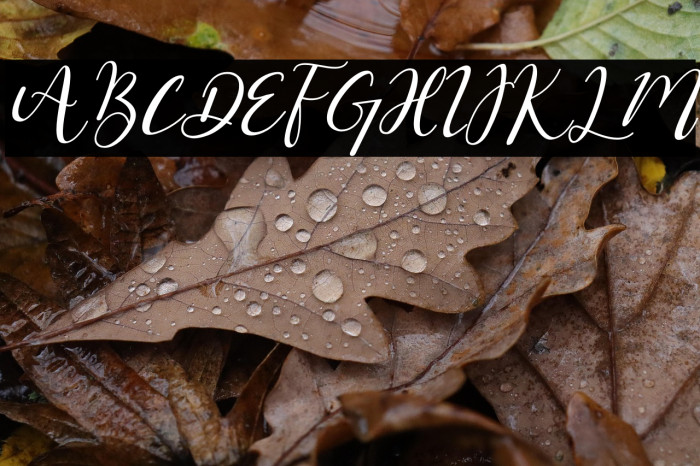 Hello Masha Italic Example 3