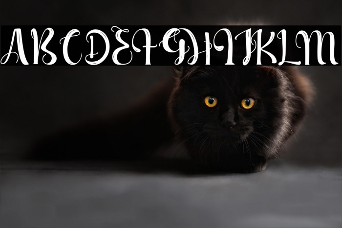 Hello Senja Example 3