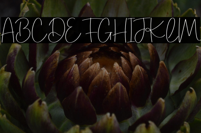 Hello Shandy Example 1