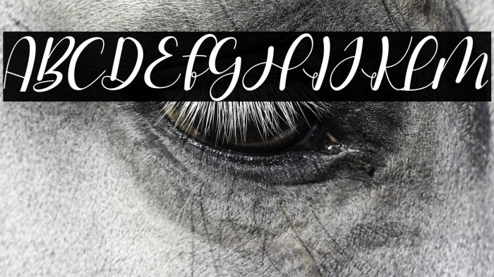 Hello Stefanie Italic Example 1