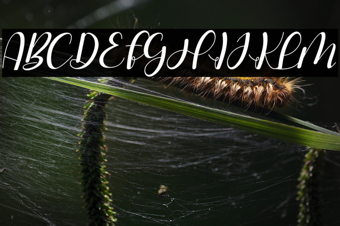 Hello Stefanie Italic Example 2