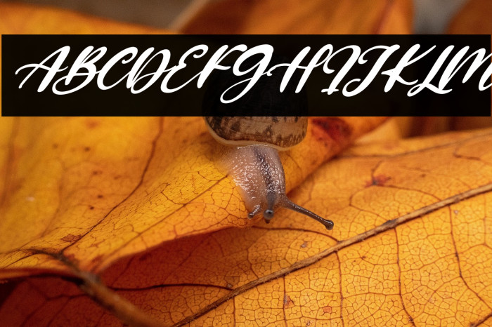 Hello Sweety Italic Example 1