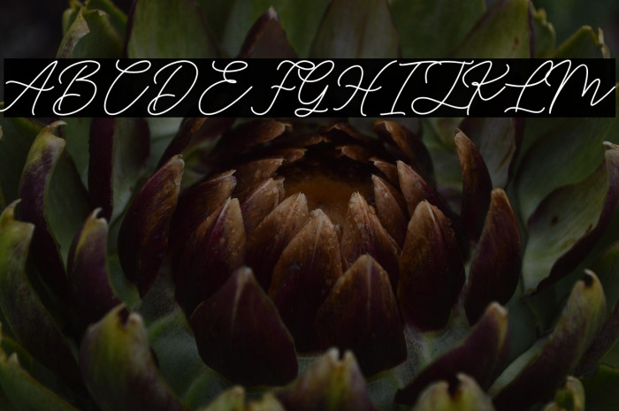 HelloSignature Example 1