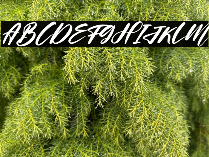 Helloria Abigail Italic Example 3