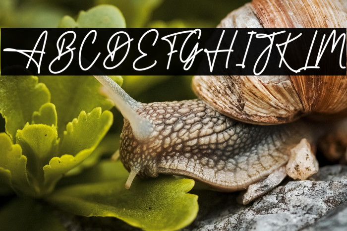 Helpful Caratteri examples