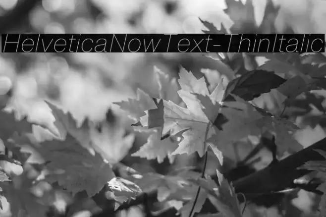 HelveticaNowText-ThinItalic फ़ॉन्ट examples