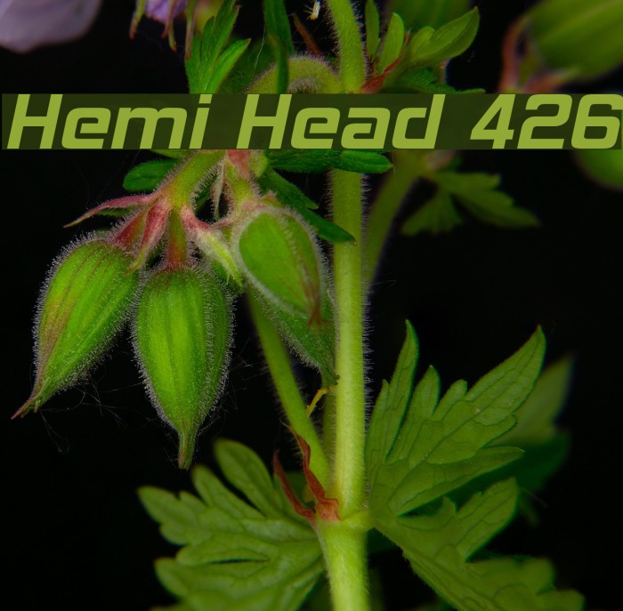 Hemi Head 426 Font examples