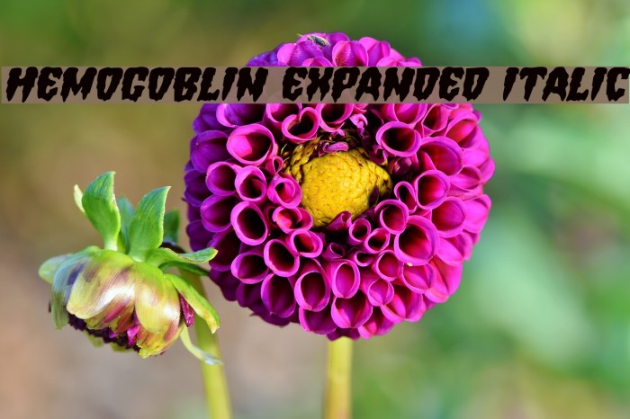 Hemogoblin Expanded Italic Font examples