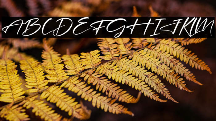 Hendycroft Signature Example 2