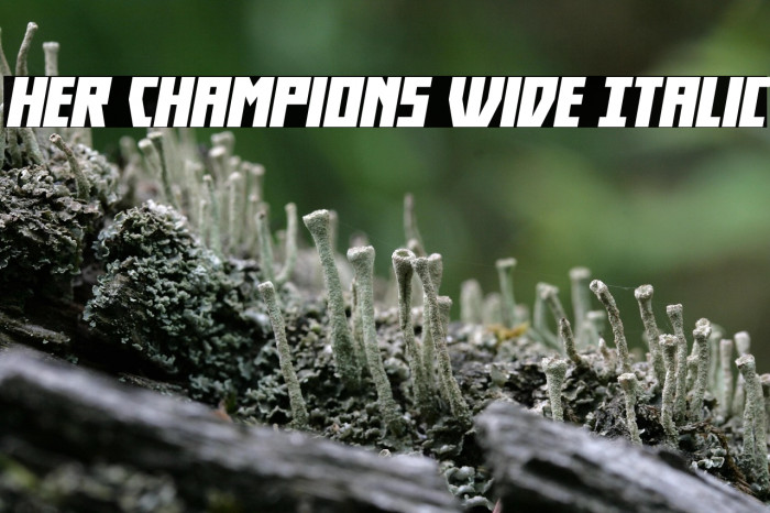 Her Champions Wide Italic Example 1