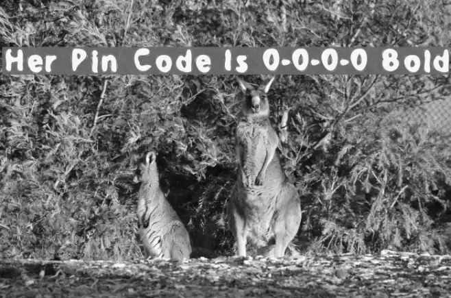 Her Pin Code Is 0-0-0-0 Bold Font examples