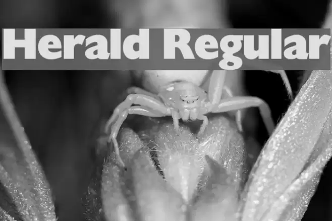 Herald Regular Font examples