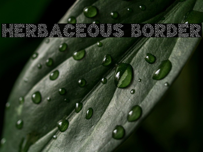 Herbaceous Border Example 1