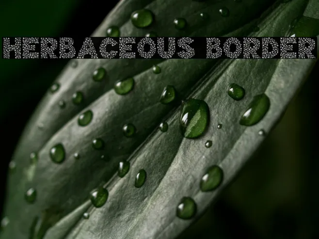 Herbaceous Border Example 1