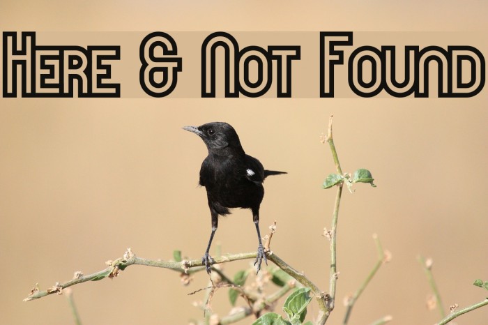 Here & Not Found Font examples