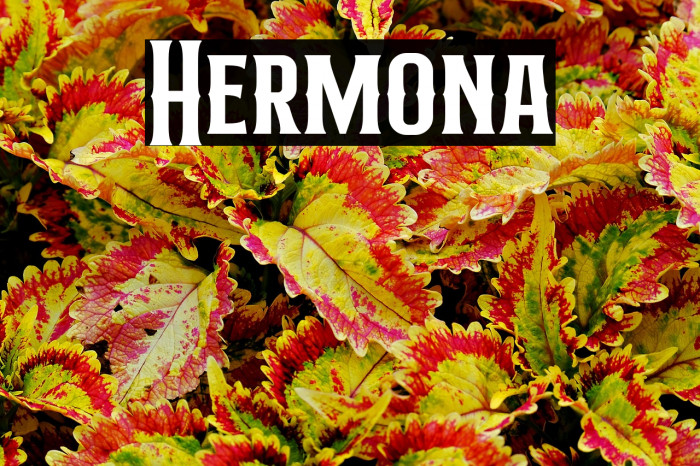 Hermona Example 1