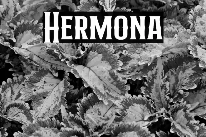 Hermona Font examples