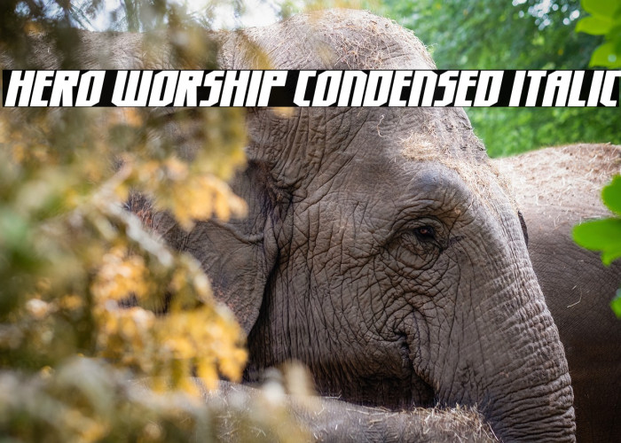 Hero Worship Condensed Italic Example 1