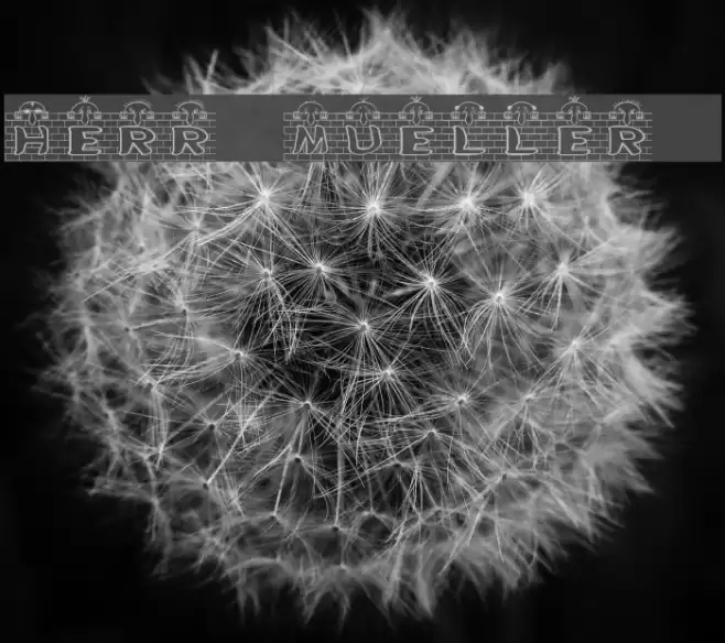 Herr Mueller 2 Font examples