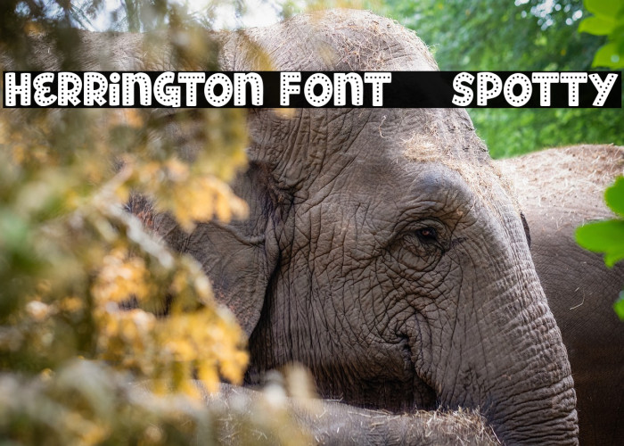 Herrington Font - Spotty Example 3