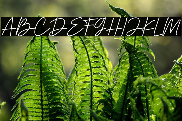 Herstton Signature Italic Example 1