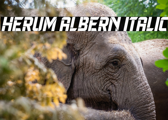 Herum Albern Italic Example 3