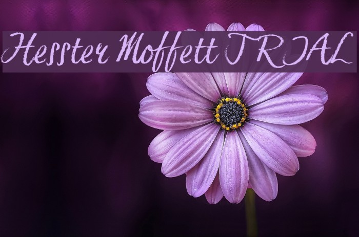 Hesster Moffett TRIAL Font examples