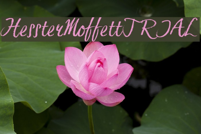 HessterMoffettTRIAL Font examples