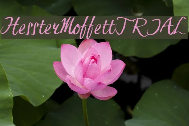 HessterMoffettTRIAL Example 1