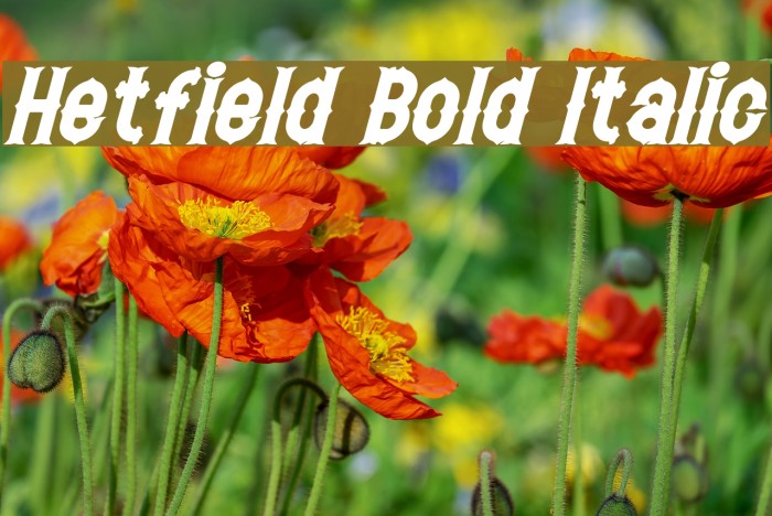 Hetfield Bold Italic Font examples