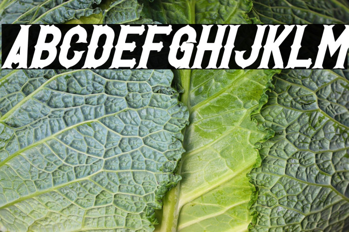 Hetfield Bold Example 3