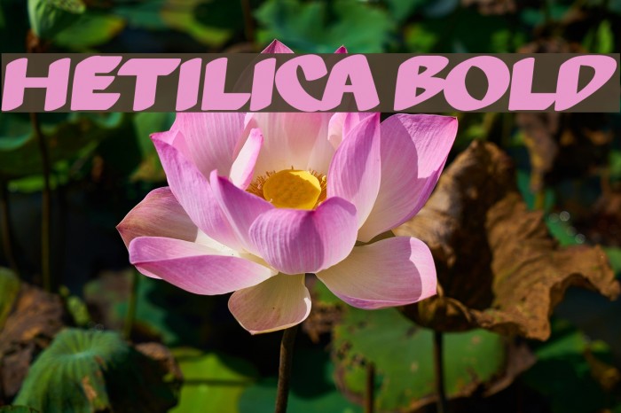 Hetilica Bold Font examples