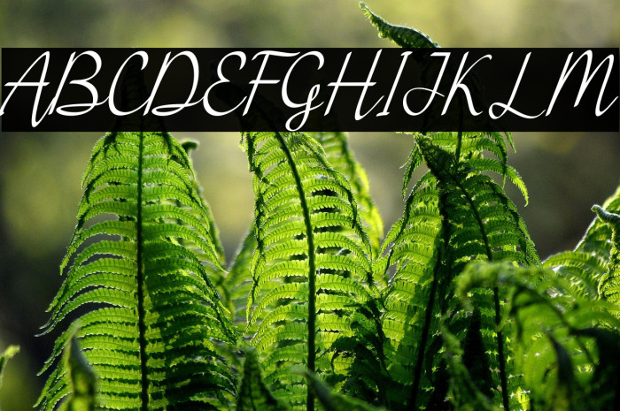 Hey Midnight Example 1