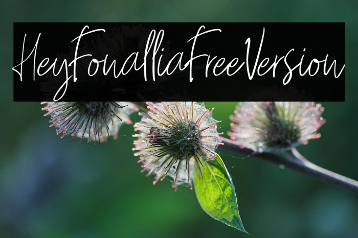 HeyFonallia-FreeVersion Example 1