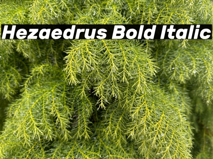 Hezaedrus Bold Italic Example 2