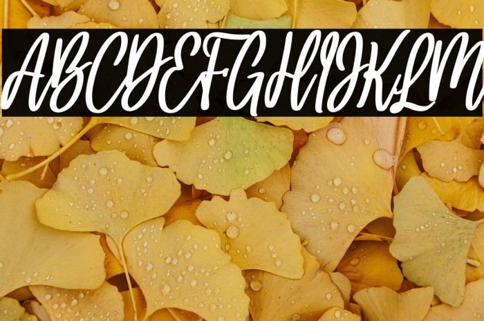 hello bella bold italic Bold Italic Example 2