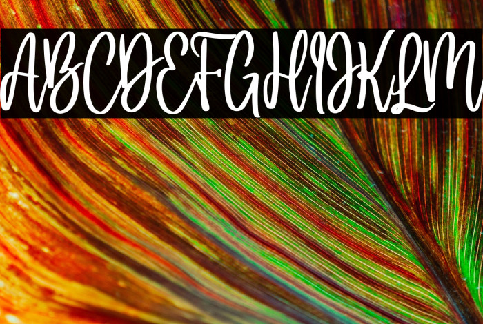 hello bella Example 1