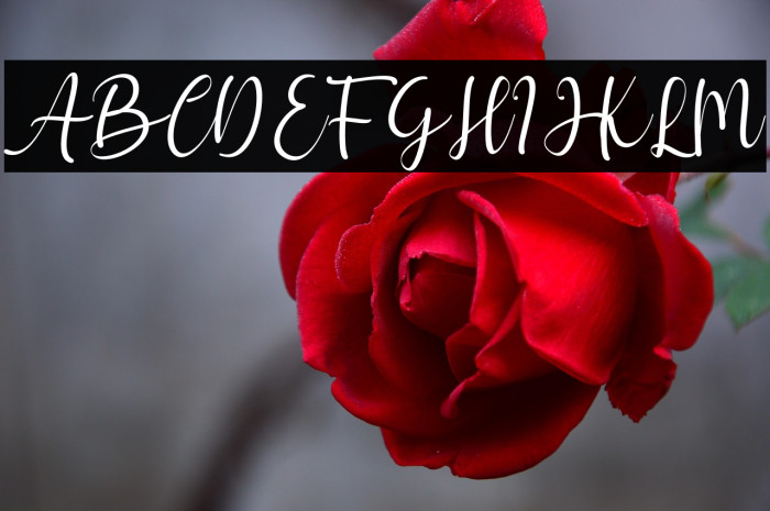 hello chamelia Example 1