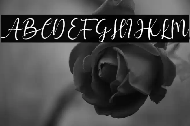 hello chamelia Font examples