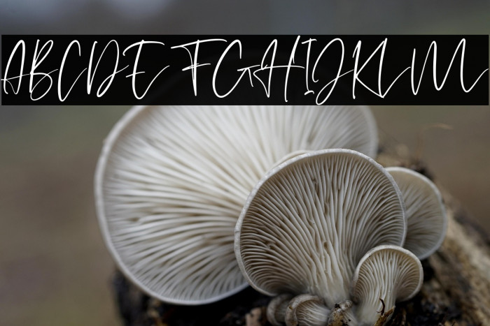 helloJellita Example 1