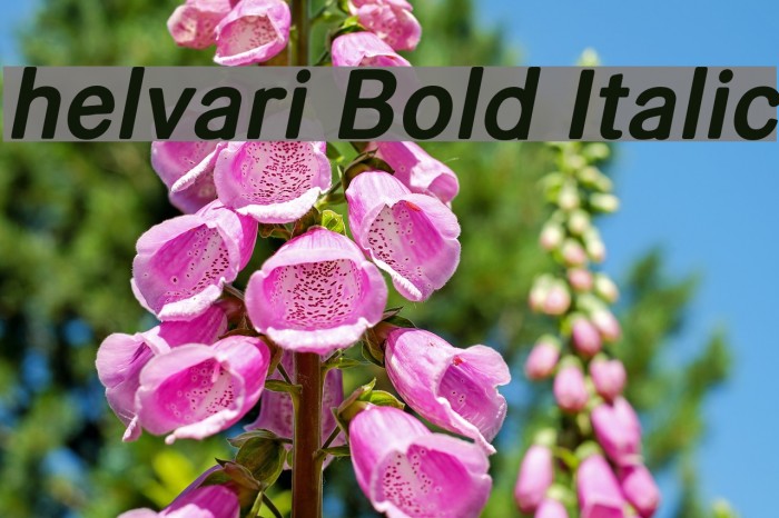 helvari Bold Italic Font examples