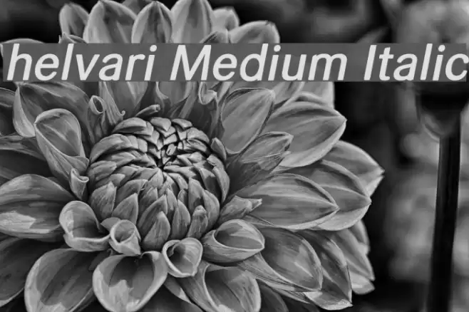 helvari Medium Italic Font examples