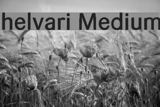 helvari Medium Font examples