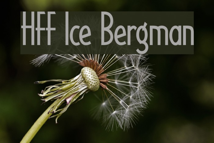 HFF Ice Bergman Font examples