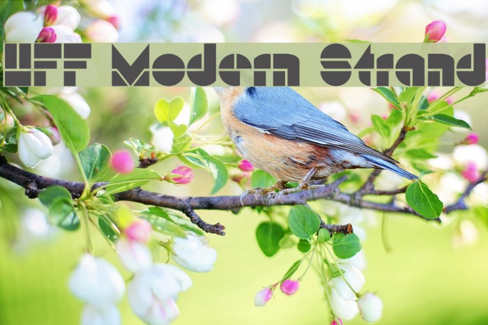 HFF Modern Strand لخطوط تنزيل examples