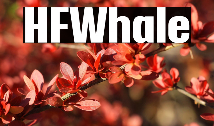 HFWhale Example 2