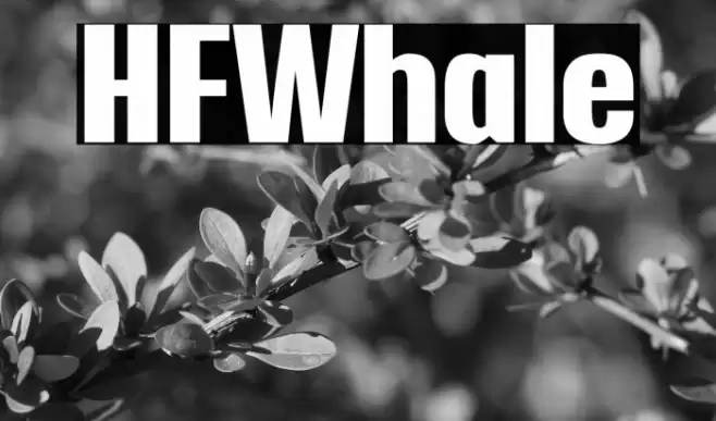 HFWhale Polices examples
