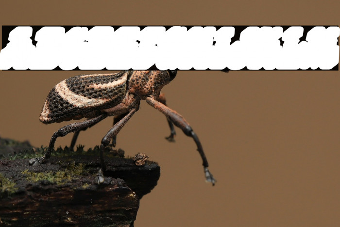 HIPPIES EXTRA ITALIC PERSONAL USE Bold Italic Example 1