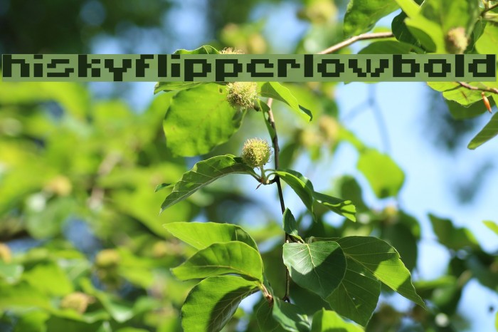 HISKYFLIPPERLOWBOLD Font examples